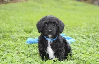 Ranger, a male Yorkipoo for sale in Millersburg, OH – 1 of 10