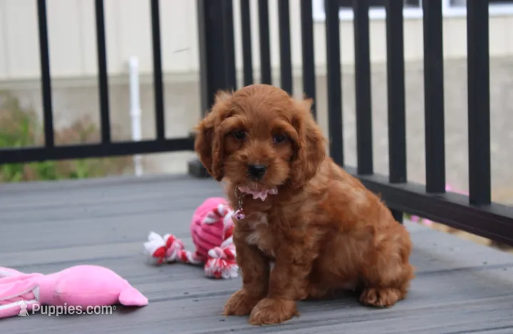 Lily – Cockapoo puppy for sale in Millersburg, OH