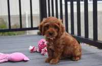 Lily, a female Cockapoo for sale in Millersburg, OH – 1 of 6
