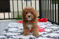 Lenny , a male Cavapoo for sale in Millersburg, OH – 4 of 5