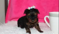 Evelyn , a female Yorkipoo for sale in Millersburg, OH – Photo 1 of 5