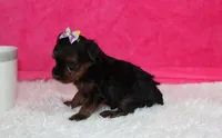 Evelyn , a female Yorkipoo for sale in Millersburg, OH – Photo 2 of 5