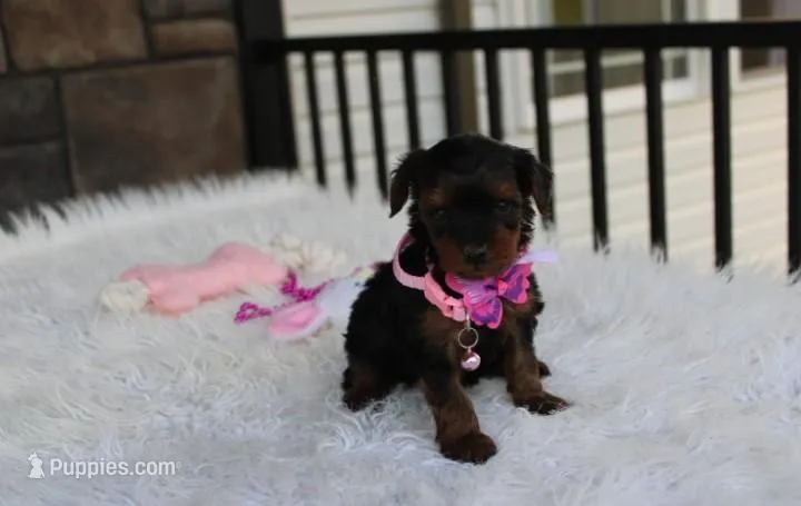 Evelyn  – Yorkipoo puppy for sale in Millersburg, OH