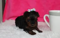 Evelyn , a female Yorkipoo for sale in Millersburg, OH – Photo 3 of 5