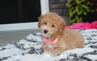 Kallista , a female Bichpoo for sale in Millersburg, OH – 3 of 10