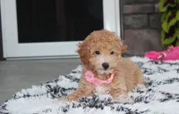 Kallista , a female Bichpoo for sale in Millersburg, OH – 5 of 10