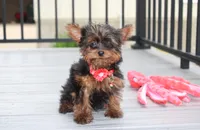 Emmett , a male Yorkipoo for sale in Millersburg, OH – 7 of 10