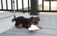 Elsa, a female Yorkipoo for sale in Millersburg, OH – 4 of 8