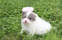 Flora, a female Pomeranian for sale in Millersburg, OH – 9 of 10