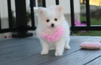 Marshmallow , a female Pomeranian for sale in Millersburg, OH – 5 of 9