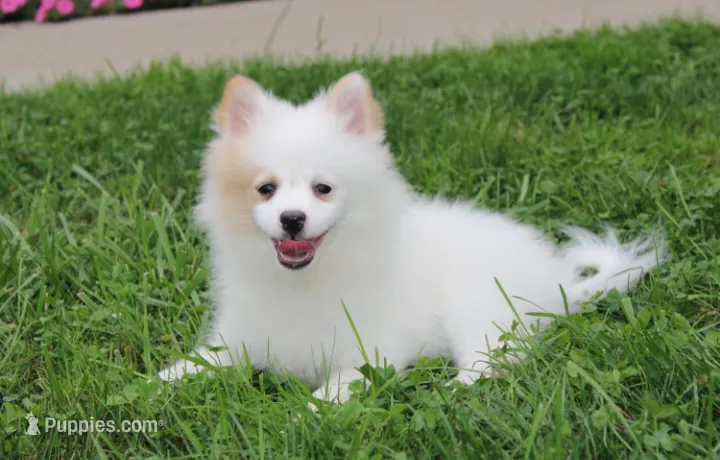 Luna – Pomeranian puppy for sale in Millersburg, OH
