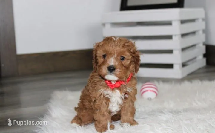 Lenny  – Cavapoo puppy for sale in Millersburg, OH
