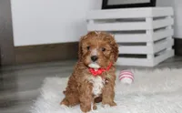 Lenny , a male Cavapoo for sale in Millersburg, OH – Photo 1 of 5