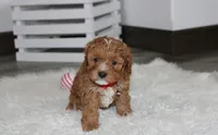 Lenny , a male Cavapoo for sale in Millersburg, OH – Photo 4 of 5