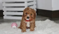 Lenny , a male Cavapoo for sale in Millersburg, OH – Photo 3 of 5