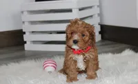 Lenny , a male Cavapoo for sale in Millersburg, OH – Photo 5 of 5