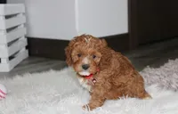 Lenny , a male Cavapoo for sale in Millersburg, OH – Photo 2 of 5