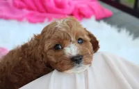 Lexi, a female Cavapoo for sale in Millersburg, OH – 3 of 10