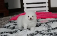 Bianca , a female Pomeranian for sale in Millersburg, OH – 7 of 9