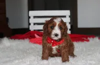 Mika, a male Cavapoo for sale in Millersburg, OH – 4 of 9