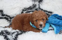Kirian, a male Bichpoo for sale in Millersburg, OH – 3 of 7
