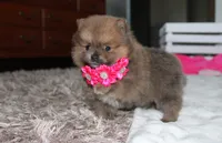 Zara, a female Pomeranian for sale in Millersburg, OH – 7 of 10