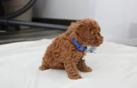 Felix , a male Bichpoo for sale in Millersburg, OH – Photo 6 of 6