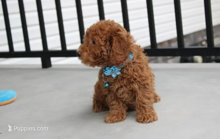 Felix  – Bichpoo puppy for sale in Millersburg, OH