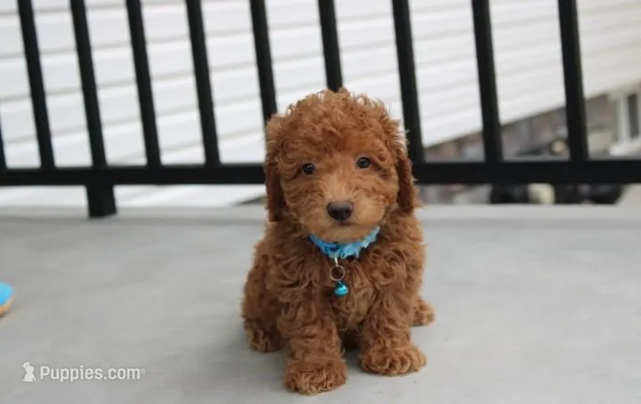 Felix  – Bichpoo puppy for sale in Millersburg, OH