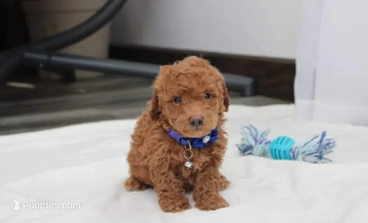 Felix  – Bichpoo puppy for sale in Millersburg, OH