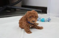 Felix , a male Bichpoo for sale in Millersburg, OH – Photo 4 of 6