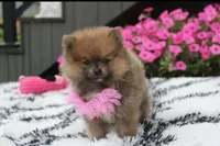 Zara, a female Pomeranian for sale in Millersburg, OH – 1 of 10