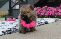 Zoey, a female Pomeranian for sale in Millersburg, OH – 5 of 10