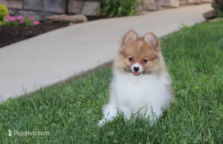 Theo – Pomeranian puppy for sale in Millersburg, OH