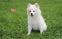 Luna, a female Pomeranian for sale in Millersburg, OH – 9 of 9