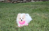 Roxy, a female Pomeranian for sale in Millersburg, OH – 4 of 7