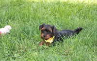 Evelyn , a female Yorkipoo for sale in Millersburg, OH – 4 of 4