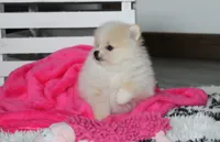 Raine, a female Pomeranian for sale in Millersburg, OH – 9 of 10