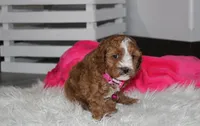 Fiona , a female Cavapoo for sale in Millersburg, OH – 2 of 4