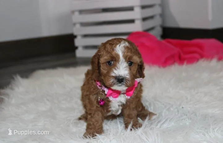 Fiona  – Cavapoo puppy for sale in Millersburg, OH