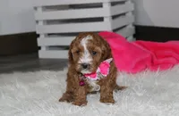 Fiona , a female Cavapoo for sale in Millersburg, OH – 4 of 4