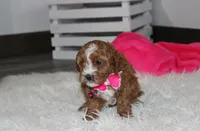 Fiona , a female Cavapoo for sale in Millersburg, OH – 3 of 4
