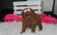 Sierra , a female Poodle - Miniature  for sale in Millersburg, OH – 3 of 7