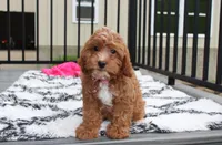 Felicity , a female Cavapoo for sale in Millersburg, OH – 7 of 10