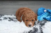 Kirian, a male Bichpoo for sale in Millersburg, OH – 6 of 7