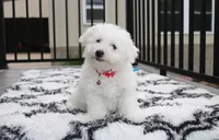 Karter , a male Bichon Frise for sale in Millersburg, OH – 3 of 4