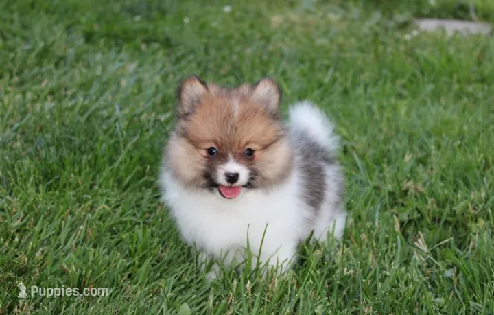 Theo – Pomeranian puppy for sale in Millersburg, OH