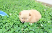 Finn, a male Pomeranian for sale in Millersburg, OH – 4 of 7