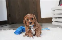 processed/372500d9-e45c-4835-98b9-9f1b9c70b322/listing/2c27f8e2-1689-4073-ab61-e9f8ab95c9ee/4c3a62e3-9649-4f04-875d-eb32cc26f4db