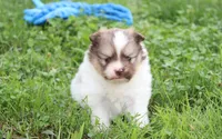 Bentley , a male Pomeranian for sale in Millersburg, OH – 8 of 8